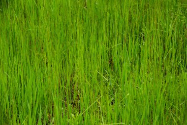 Arka plan için taze yeşil çimen dokusu.