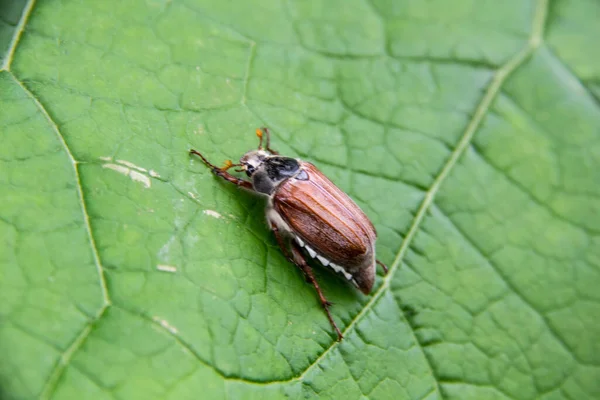 Chafer Duduk Daun Hijau Tanaman Mei Kumbang Terhadap Latar Belakang Stok Lukisan  