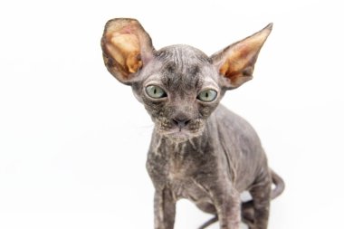 Arka planda güzel gri bir Sphynx kedisi. Küçük bir sfenks kedisi. Kameraya bak.