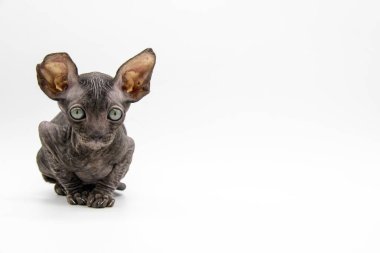 Güzel gri Sphynx kedisi beyaz arka planda oturur.