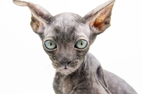 Mooie Grijze Sphynx Kitten Tegen Achtergrond Een Beetje Sphynx Kat — Stockfoto