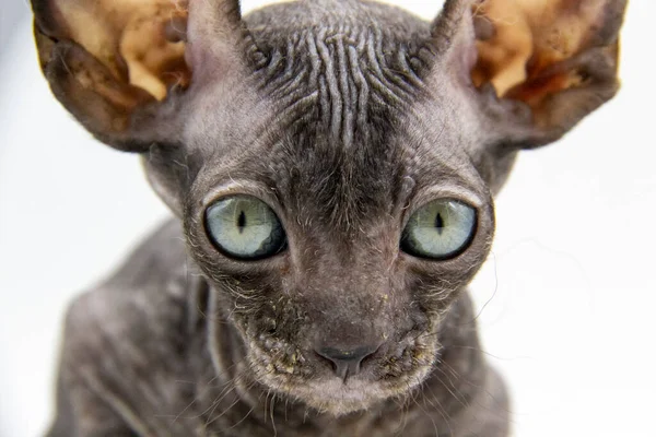 Mooie Grijze Sphynx Kitten Tegen Achtergrond Een Beetje Sphynx Kat — Stockfoto