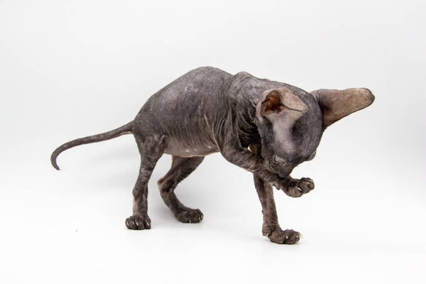 Beautiful gray Sphynx kitten clean himself  on the white background.