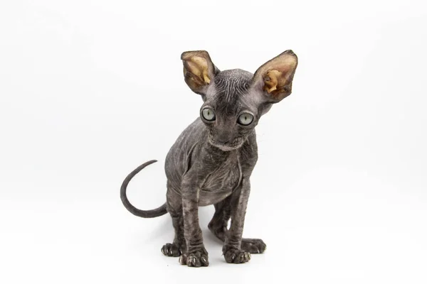 Schöne Graue Sphynx Kätzchen Sitzen Auf Dem Weißen Hintergrund — Stockfoto