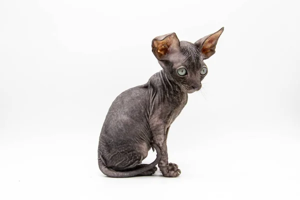 Schöne Graue Sphynx Kätzchen Sitzen Auf Dem Weißen Hintergrund — Stockfoto