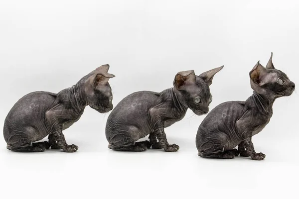 Eine Reihe Von Fotos Des Grauen Kätzchensphynx Auf Dem Weißen — Stockfoto