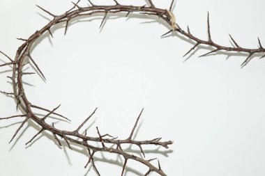 Beyaz arka planda çok keskin dikenleri olan bir dal. Çerçevenin tasarımında kullanılacak dikenler