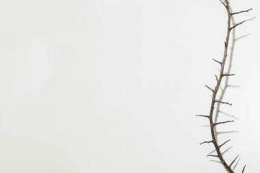 Beyaz arka planda çok keskin dikenleri olan bir dal. Çerçevenin tasarımında kullanılacak dikenler