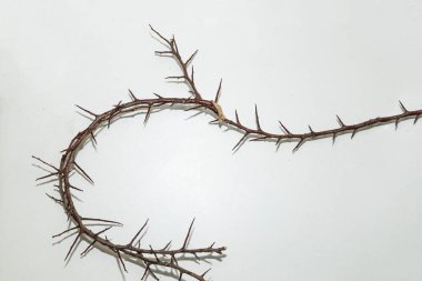 Beyaz arka planda çok keskin dikenleri olan bir dal. Çerçevenin tasarımında kullanılacak dikenler