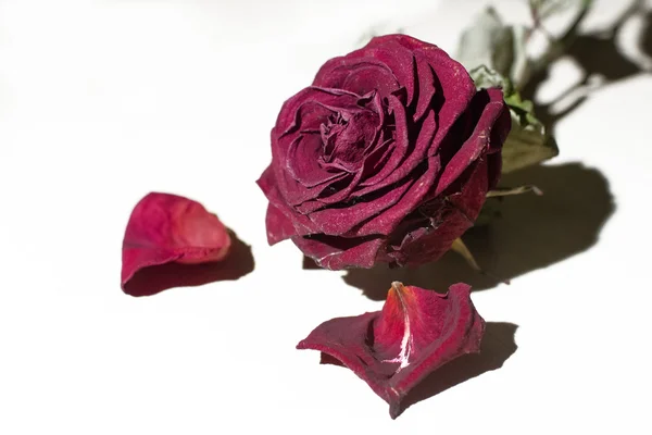 干的花束的玫瑰 — 图库照片