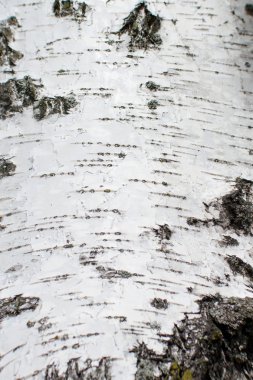 Dokusal huş ağacı gövde