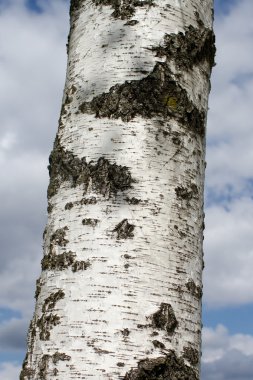 Dokusal huş ağacı gövde