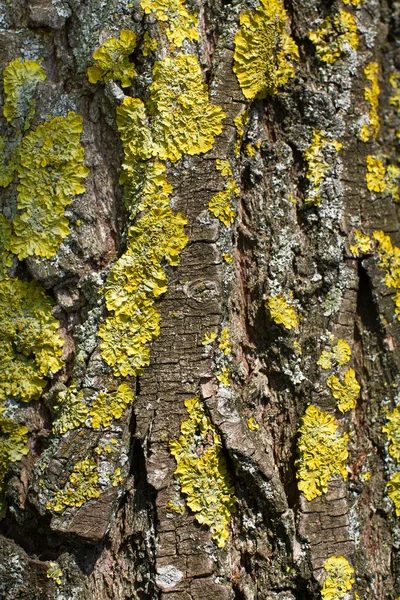 Musgo en un árbol — Foto de Stock