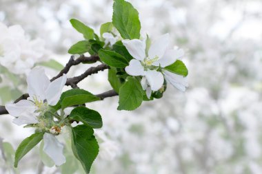 Gümüş huş ağacı yaprakları