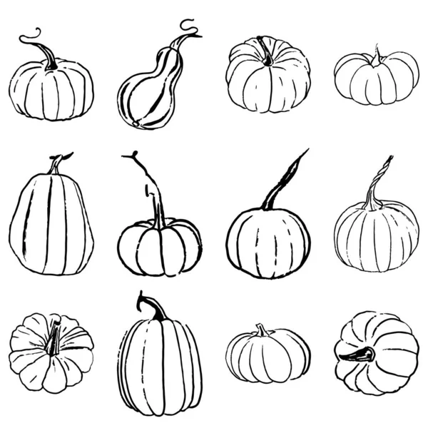 Hand Drawing Pumpkins Set Vector Illustration Line Graphics Linear Art — Stock Vector