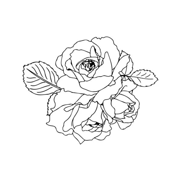 Векторний Намальований Вручну Букет Троянд Лінійному Стилі Чорний Контур Заповнення — стоковий вектор