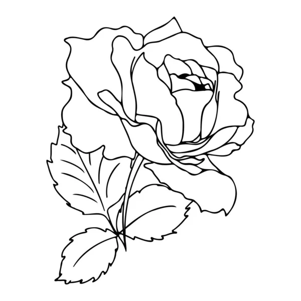 Bouquet Roses Vectoriel Dessiné Main Dans Style Linéaire Contour Noir — Image vectorielle