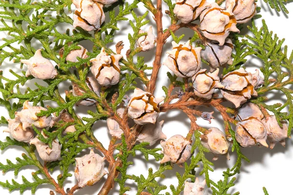 Thuja ramo com cones de abertura close-up em um fundo branco — Fotografia de Stock