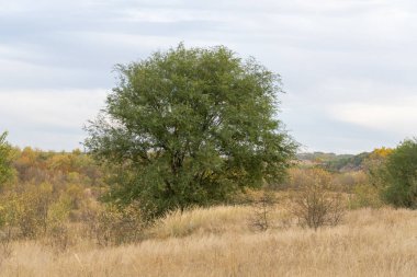 Sonbahar orman manzarası mavi gökyüzü arkaplanı