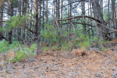 Sonbahar orman manzarası mavi gökyüzü arkaplanı