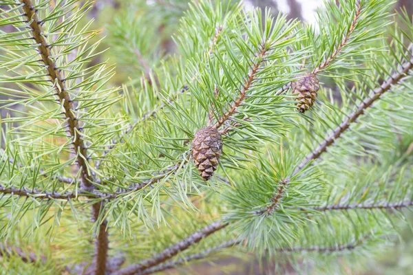 Tall gren med en kon nära upp mot den blå himlen — Stockfoto