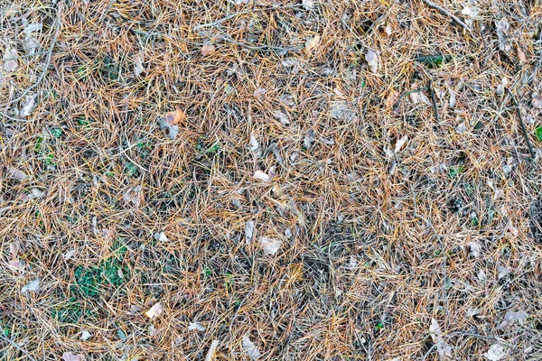 Carpete de agulhas de abeto como um contexto. a vista do topo — Fotografia de Stock