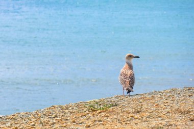 Sahilde yalnız beyaz bir martı