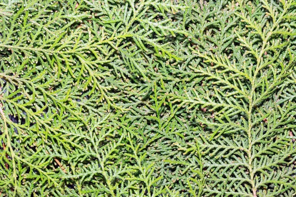Ramos verdes de thuja como fundo close-up — Fotografia de Stock