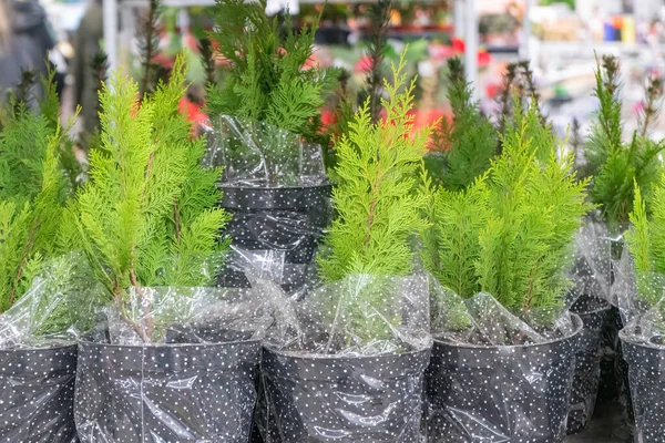 Zaailingen van naaldbomen in potten op de planken in het winkelcentrum — Stockfoto