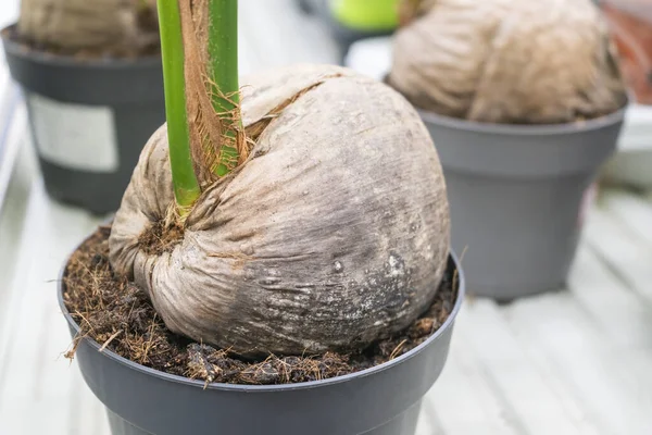 Noix de coco germée dans un pot de fleurs sur une étagère de magasin Image En Vente