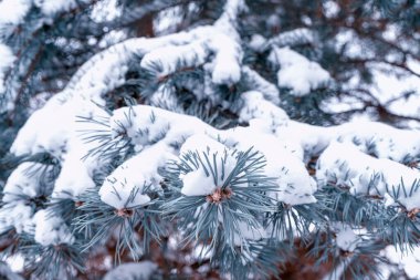 Mavi gökyüzüne yakın bir koni ile çam dalı