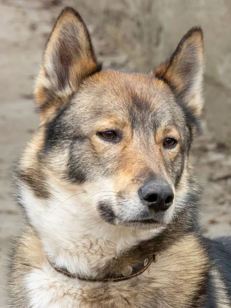 Portrait d'un jeune chien laika. gros plan — Photo