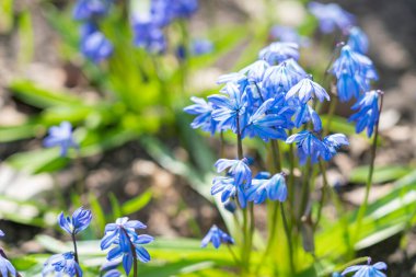 Güzel bir arka planda kar damlaları proleski yakın plan
