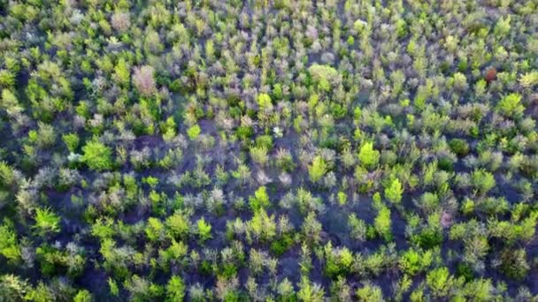 Arbres à feuilles caduques vue de dessus. vidéo d'un quadrocopter — Video