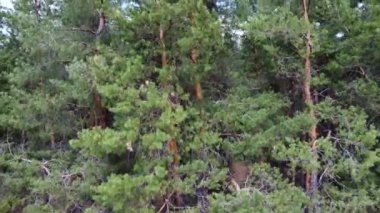 Kozalaklı ormanın havadan görünüşü. Bir kuadrokopterden video