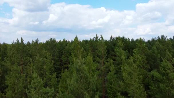 Kozalaklı ormanın havadan görünüşü. Bir kuadrokopterden video — Stok video