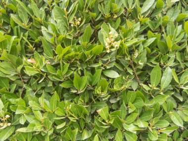 yeşil defne yaprakları arkaplan olarak kapanır