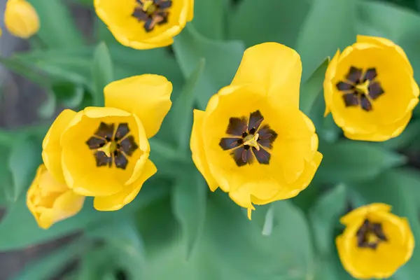 Tulpen in de tuin op een mooie achtergrond close-up — Stockfoto