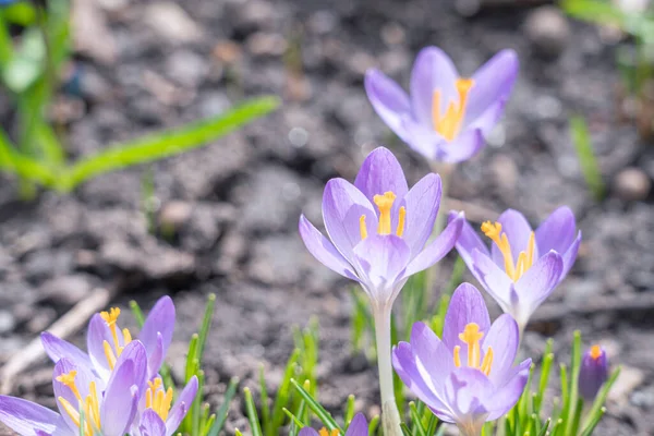 아름다운 푸른 크로커스 꽃들 이 배경으로 가까이 있다 — 스톡 사진