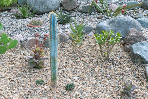 Verschiedene Arten von Kakteen auf demselben Beet — Stockfoto