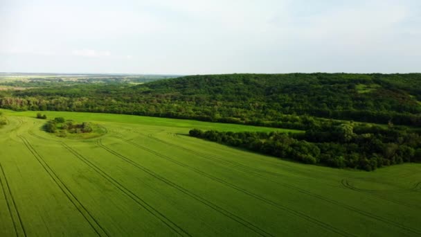 Przegląd z lotu ptaka pola młodego Wheat.4k wideo z quadrocoptera — Wideo stockowe