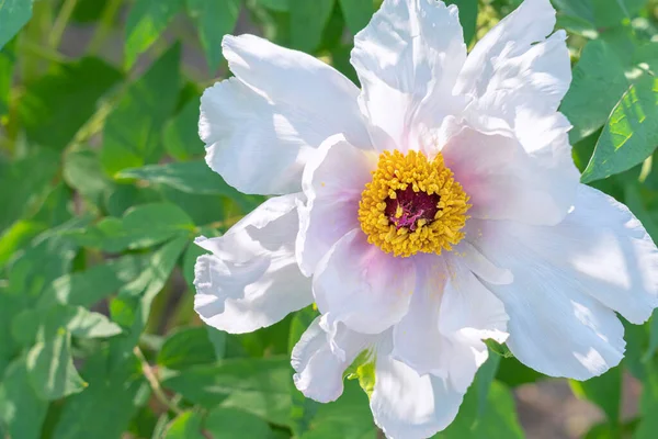 美しい背景に咲く牡丹の花 — ストック写真