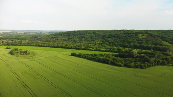 Fiatal búzamező légi felmérése.4k videó egy quadrocopterből — Stock videók