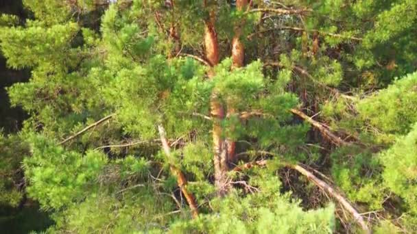 Sparatoria aerea di un albero di conifere. video da un quadrocopter — Video Stock
