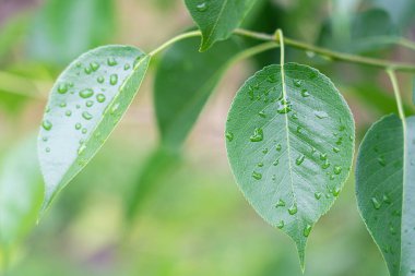 Armut yaprakları ve güzel arka planda yağmur damlaları.