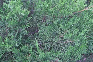 Güzel çam dalları arka plan olarak kapanır