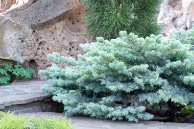 Güzel çam dalları arka plan olarak kapanır