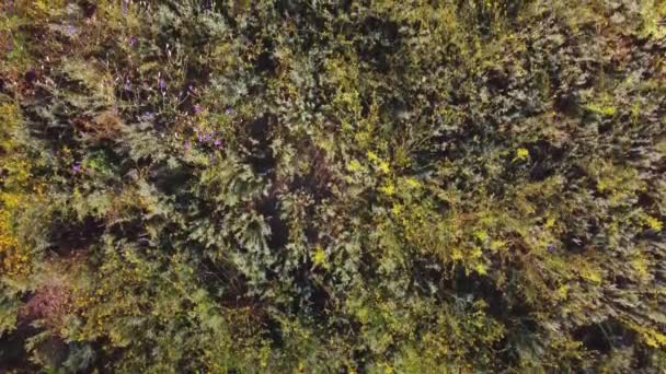 Campo de hierbas medicinales vista aérea. video de un quadrocopter — Vídeos de Stock