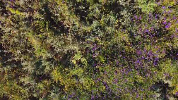 Gebied van geneeskrachtige kruiden uitzicht vanuit de lucht. video van een quadrocopter — Stockvideo