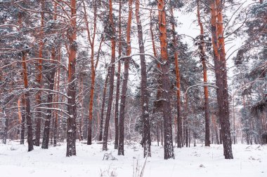 Sonbahar orman manzarası mavi gökyüzü arkaplanı